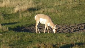 Pronghorn-in-Yellowstone-National-Park