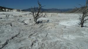 Mammoth-Hot-Springs-ground-temperature-kills-all-trees