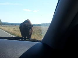 Bison-Buffalo-walking-towards-the-car 