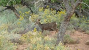 Wildlife-in-Capital-Reef-National-Park 