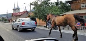 Putting the cart before the horse     