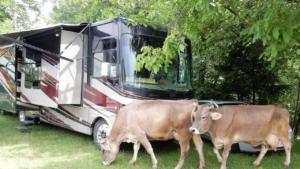 Unexpected Visitors    