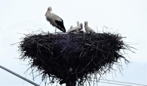 "The babies are growing"