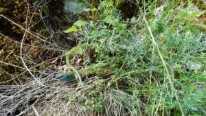 Lizards in Turda Gorge 