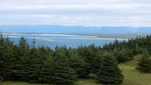 Cow Head Vista           