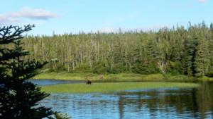 Moose-Hawkes-Bay        