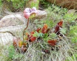 Pitcher Plant                
